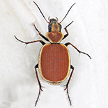 Graphipterus limbatus